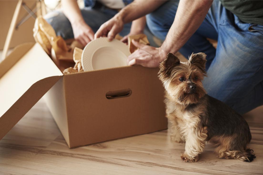 packing dog